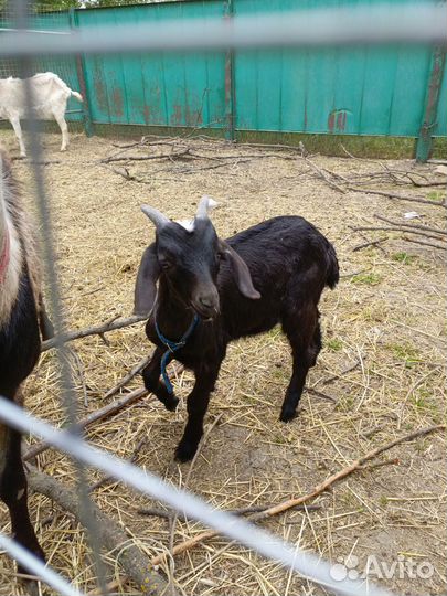 Коза и козлики