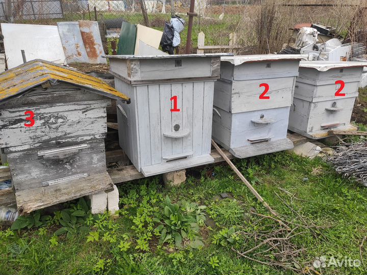 Продам пасеку, пчелы