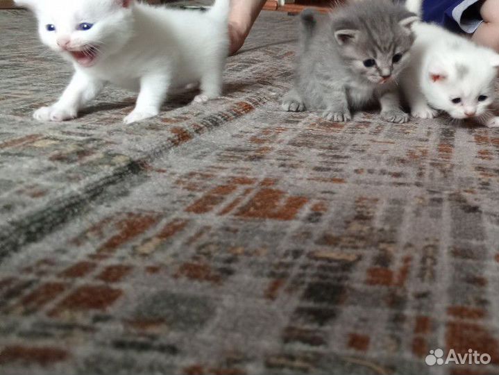 Британские котята