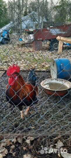 Куры петухи