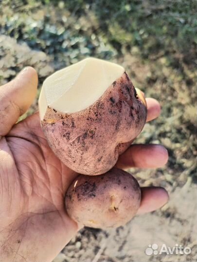 Картофель из Базарного-Карабулака