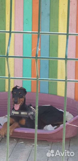 Зоогостиница