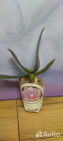 Орхидеи Азия