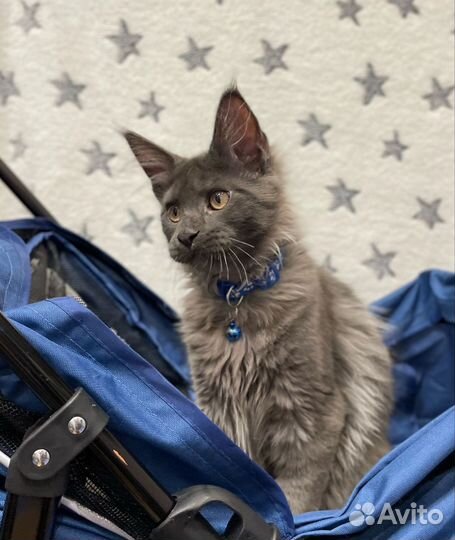 Котята мейн кун