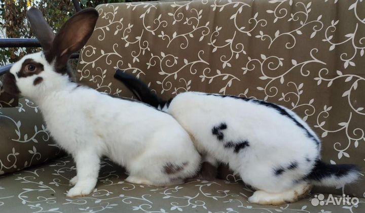 Нпв строкач