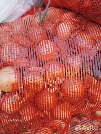 Лук на перо оптом