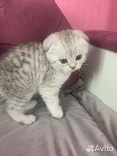 Шотландские котята