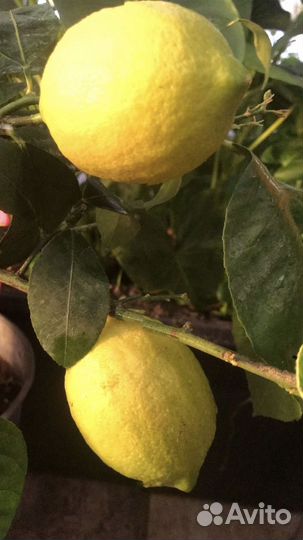 Лимоны