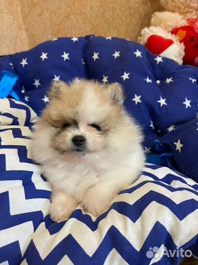 Померанский шпиц мини