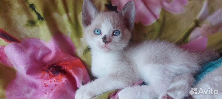 Донской сфинкс котята