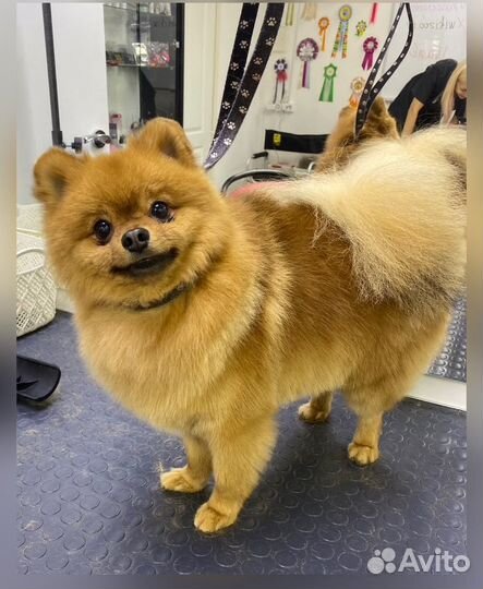 Стоижка собак мелких и средних пород