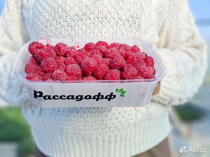 Саженцы малины. От 100 шт