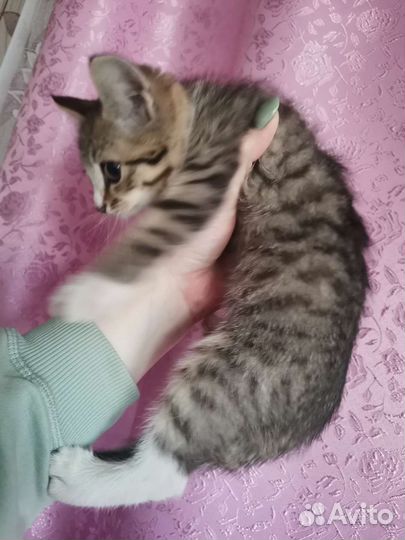 Кошечки в добрые руки бесплатно