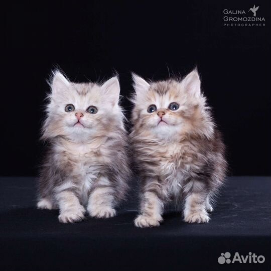 Ангел Солнца Ёкка