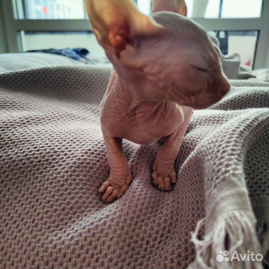 Котенок канадского сфинкса