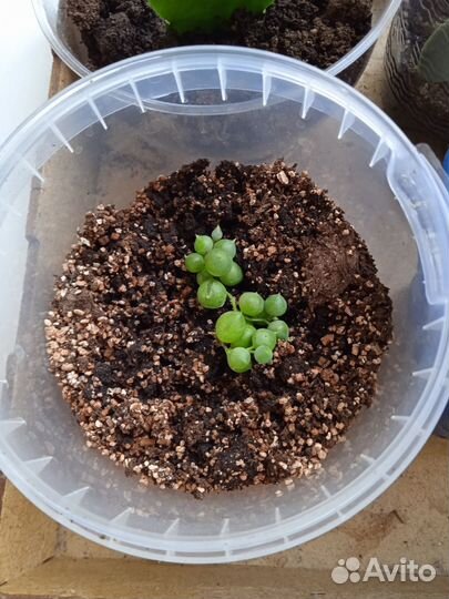 Крестовник роули