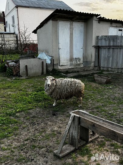 Баран Эдельбай