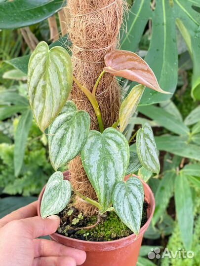 Филодендрон Брандтианум