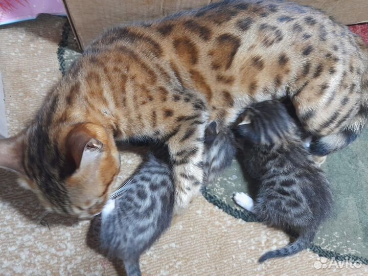 Котята мальчишки