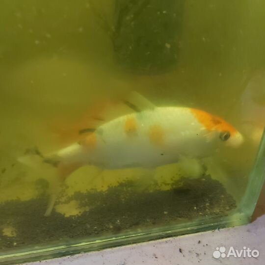 Золотые караси и карпы кои, аквариум и фильтр