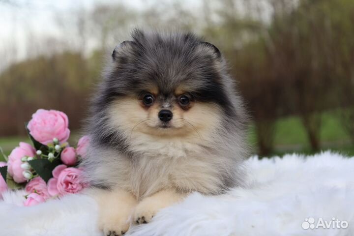 Померанский шпиц, девочка, 3 месяца