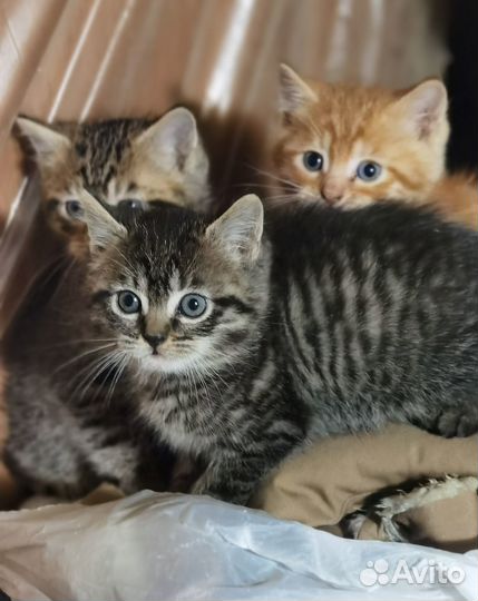 Котята в добрые руки