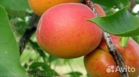 Саженцы абрикос