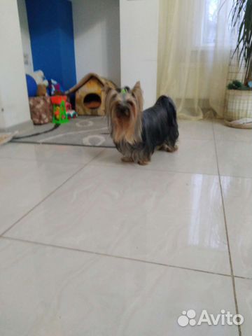 Йоркширский терьер вязка мальчик