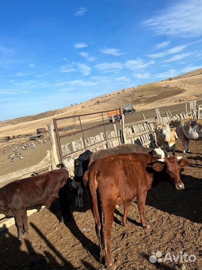 Коровы,телки, телята