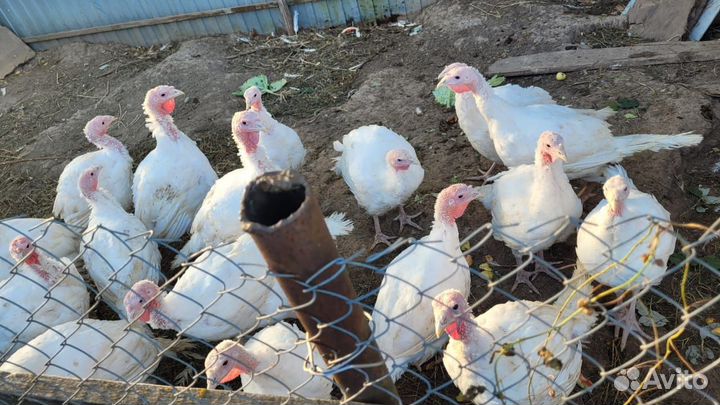 Индейка 1 месяц