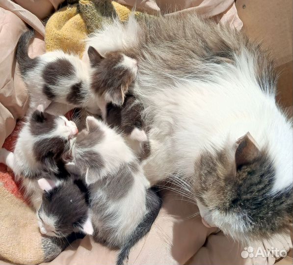 Котятки в добрые руки