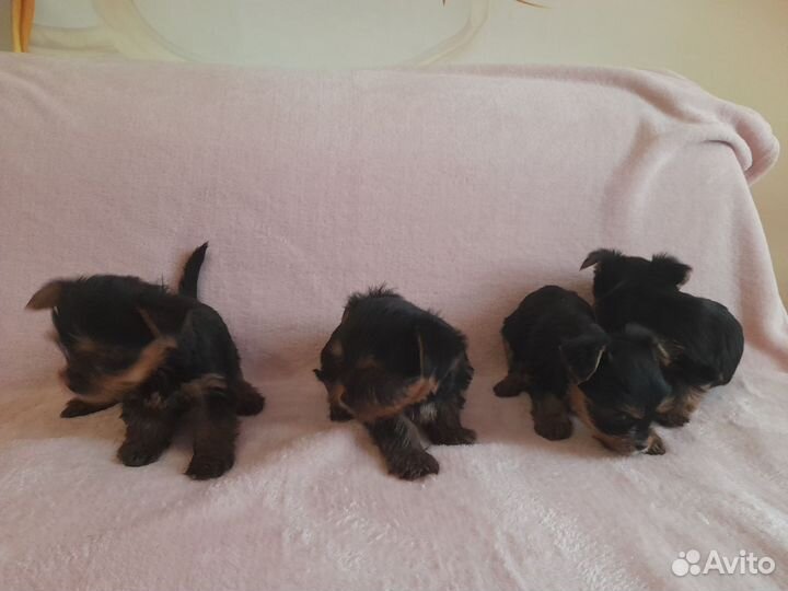 Йоркширский терьер щенки