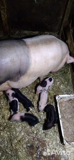 Поросята помесь