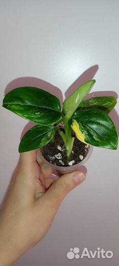 Филодендрон Кобра жëлтая