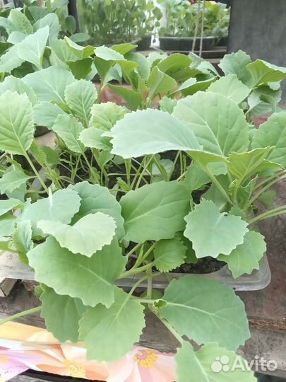 Рссада. капусты