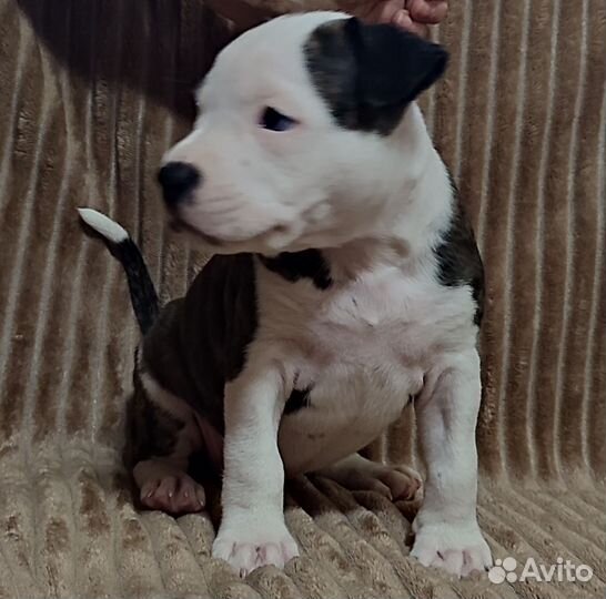 Щенки питбуля