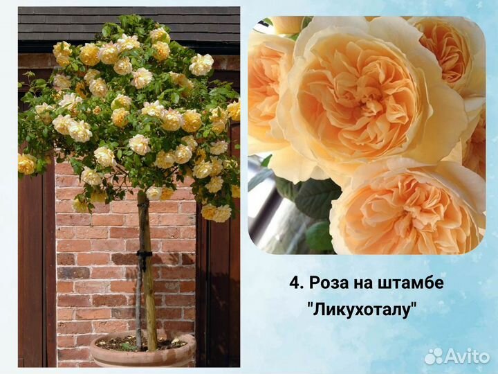 Роза на штамбе сортовая