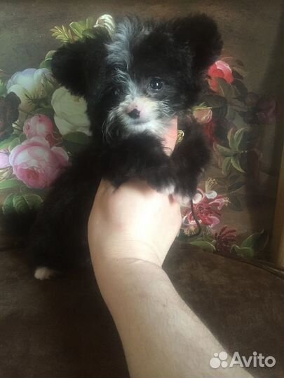 Эксклюзивный микро Тэдди Тиффани