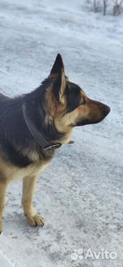 Вязка кобель вео