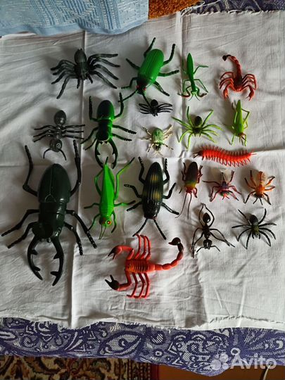 Коллекция насекомых