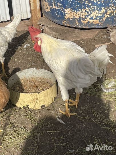 Молодые петухи