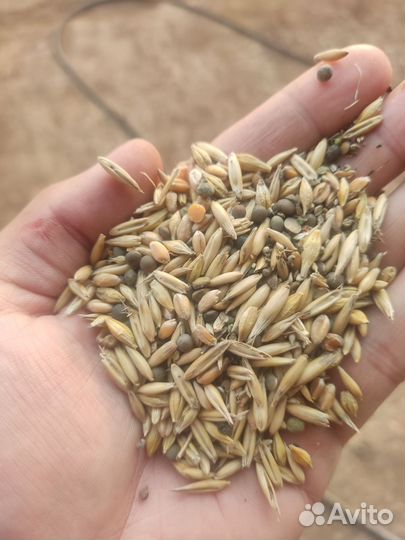 Зерно (пшеница,овес, фураж, в биг бэгах