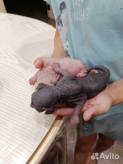 Котята канадского сфинкса