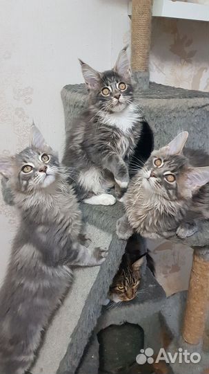 Котята мейн-кун