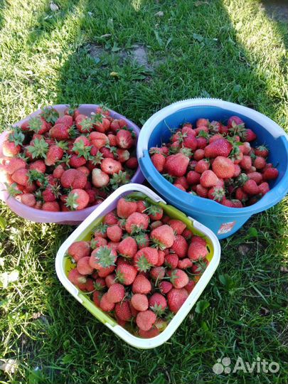 Рассада клубники