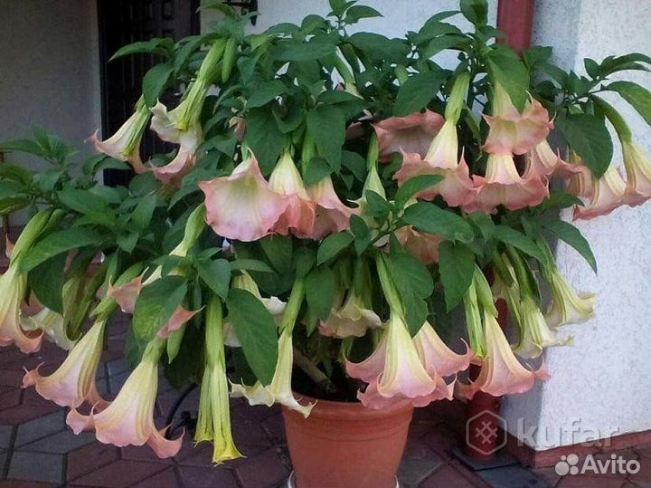 Бругмансия