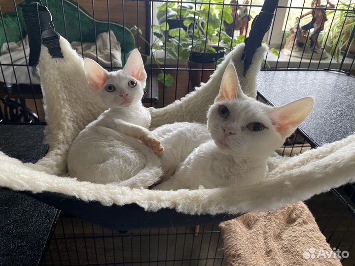 Девон-рекс белый котик Денди