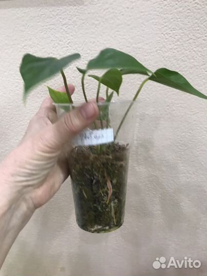 Антуриум Пинк Февер - бронь