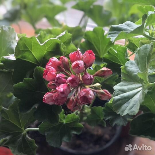 Пеларгония (герань) Victoria Andre