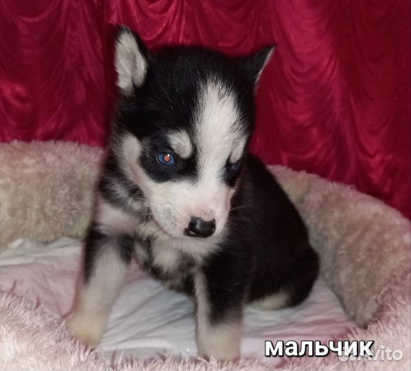 Щенки сибирской хаски